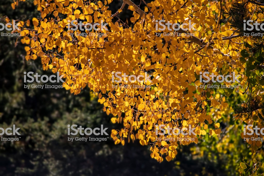 Background Autumn In The Rockies Closeup Of Yellow Aspen Leaves