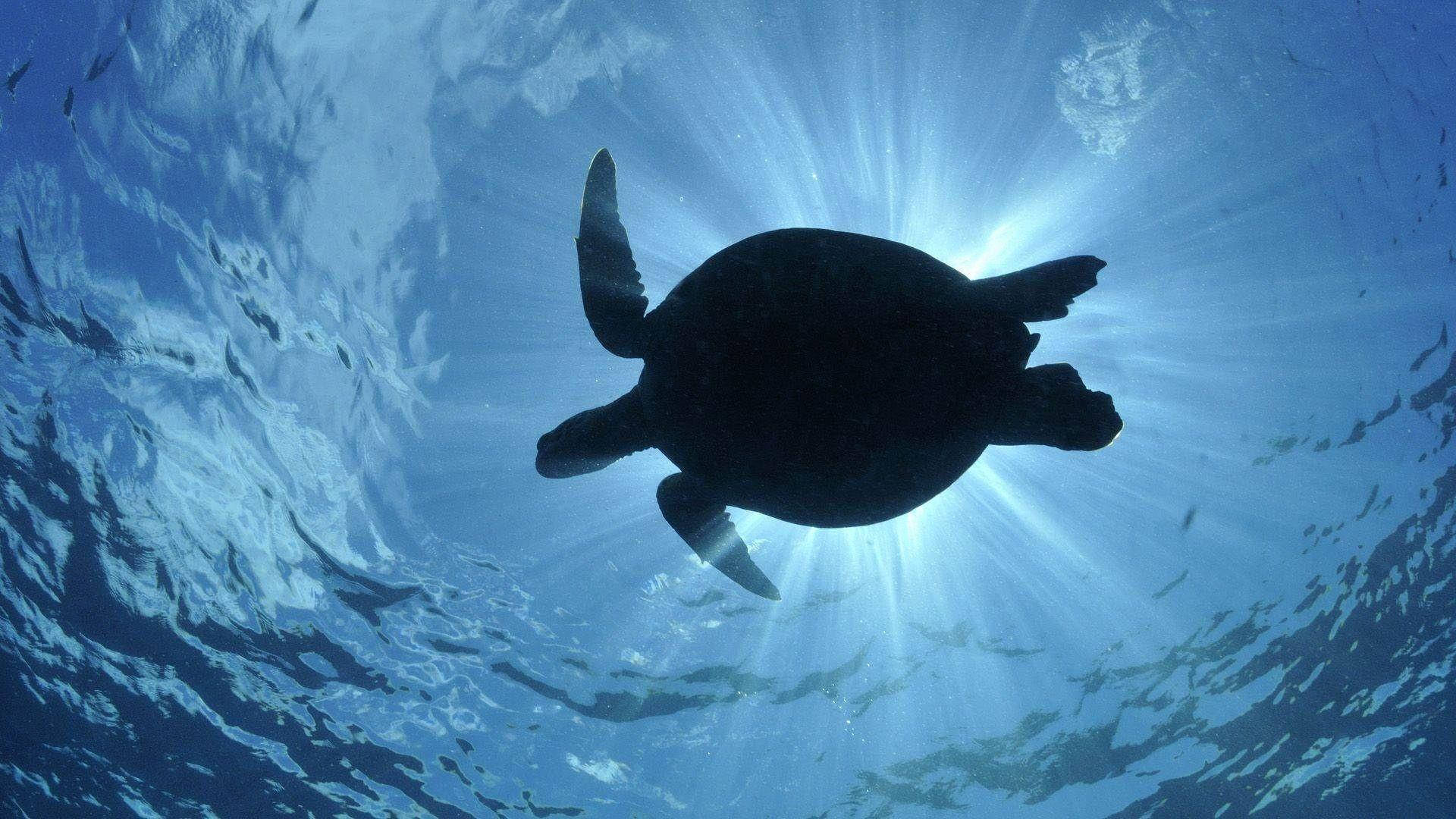 Cute Turtle Wallpaper