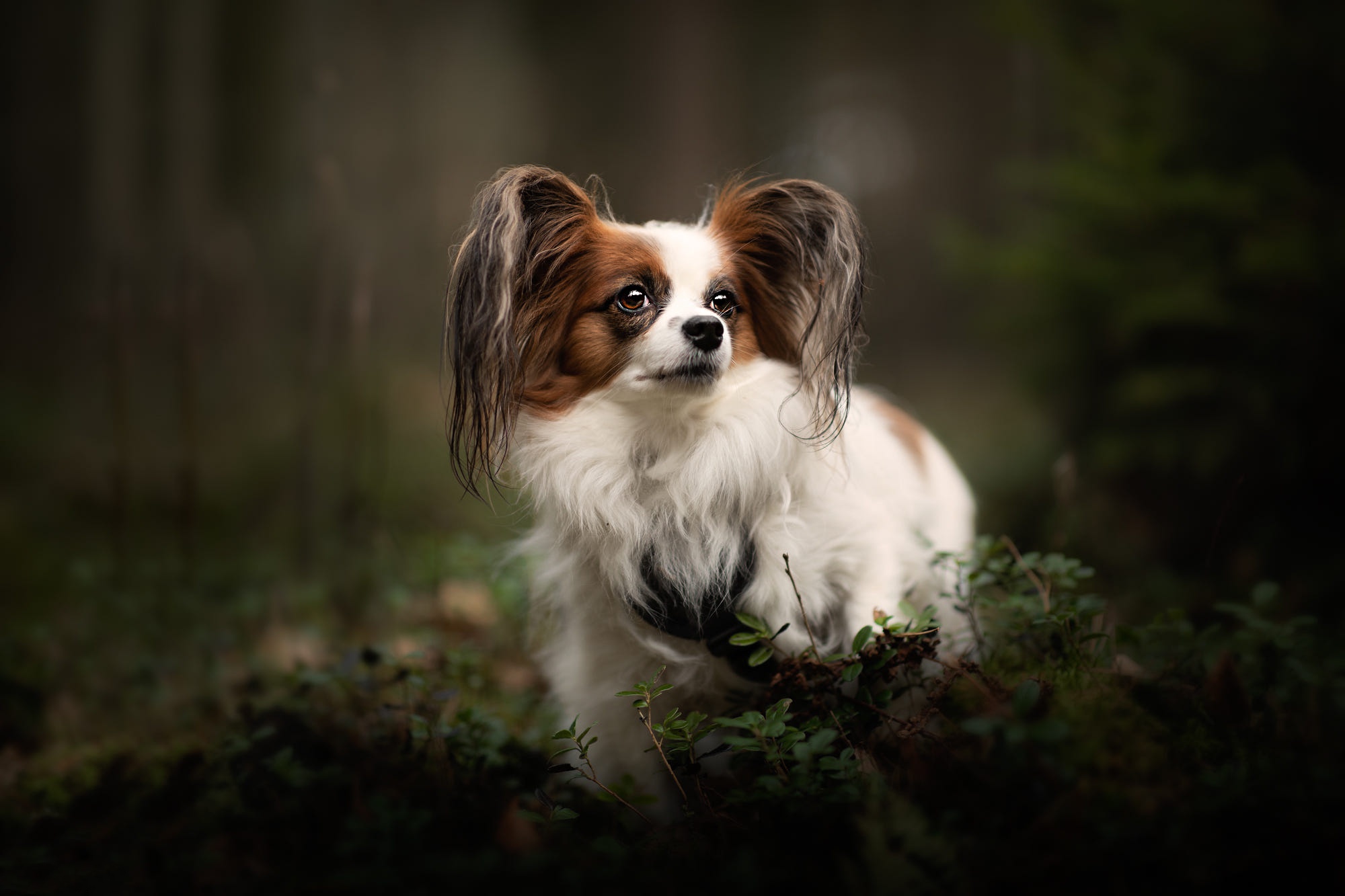 Papillon Dog HD Wallpaper And Background