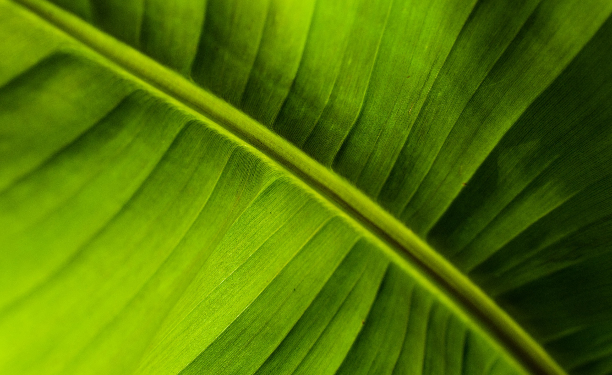 Banana Leaf Background Wallpaper