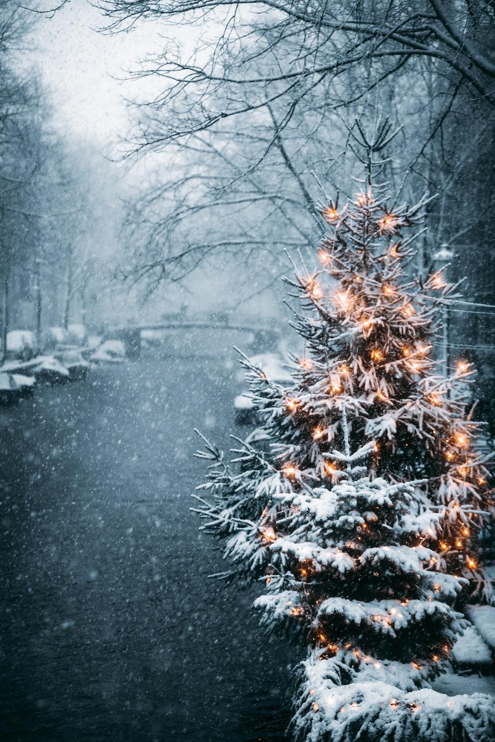 Christmas Tree Covered With Snow Photo Image On