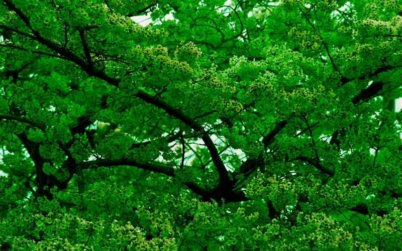 Nature Green Trees Forest Wallpaper Forests