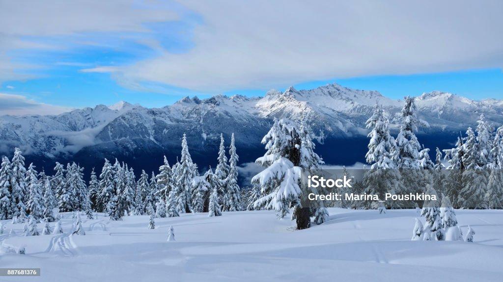 Canadian Winter Landscape With Trees And Mountains Covered