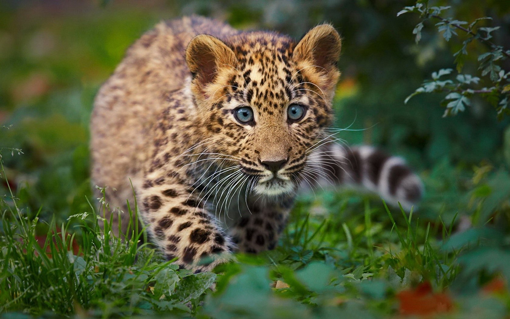 Wild Cats Wallpaper Cubs Displaying Image For