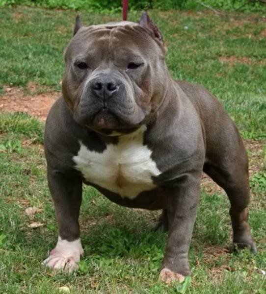 Smith S Blue Momma Lbs Solid Muscle She Is A Light White