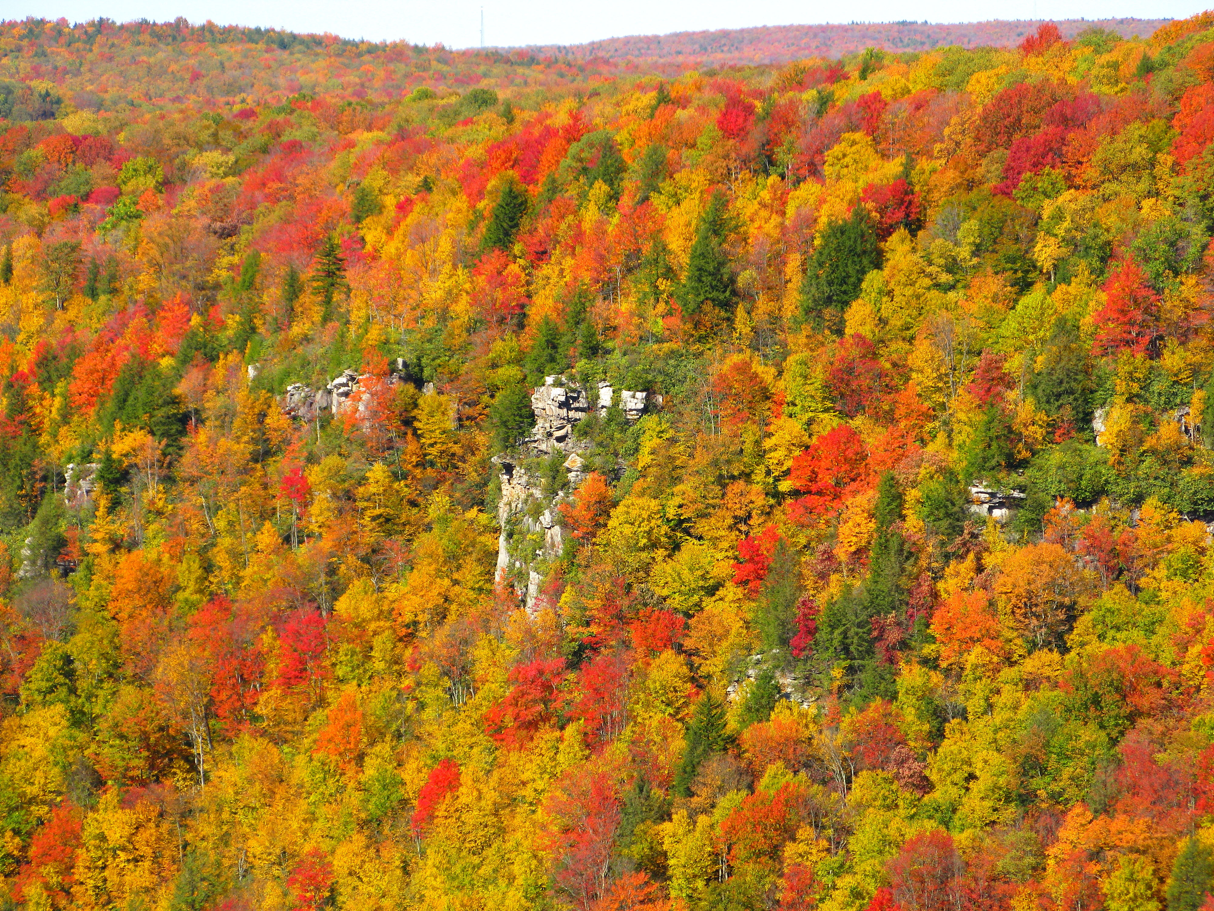 File Blackwater Canyon Fall Colors West Virginia Forestwander Jpg