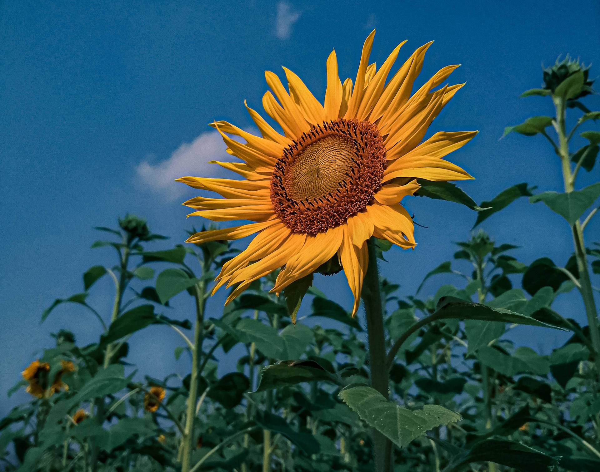 Sunflower Aesthetic Wallpaper