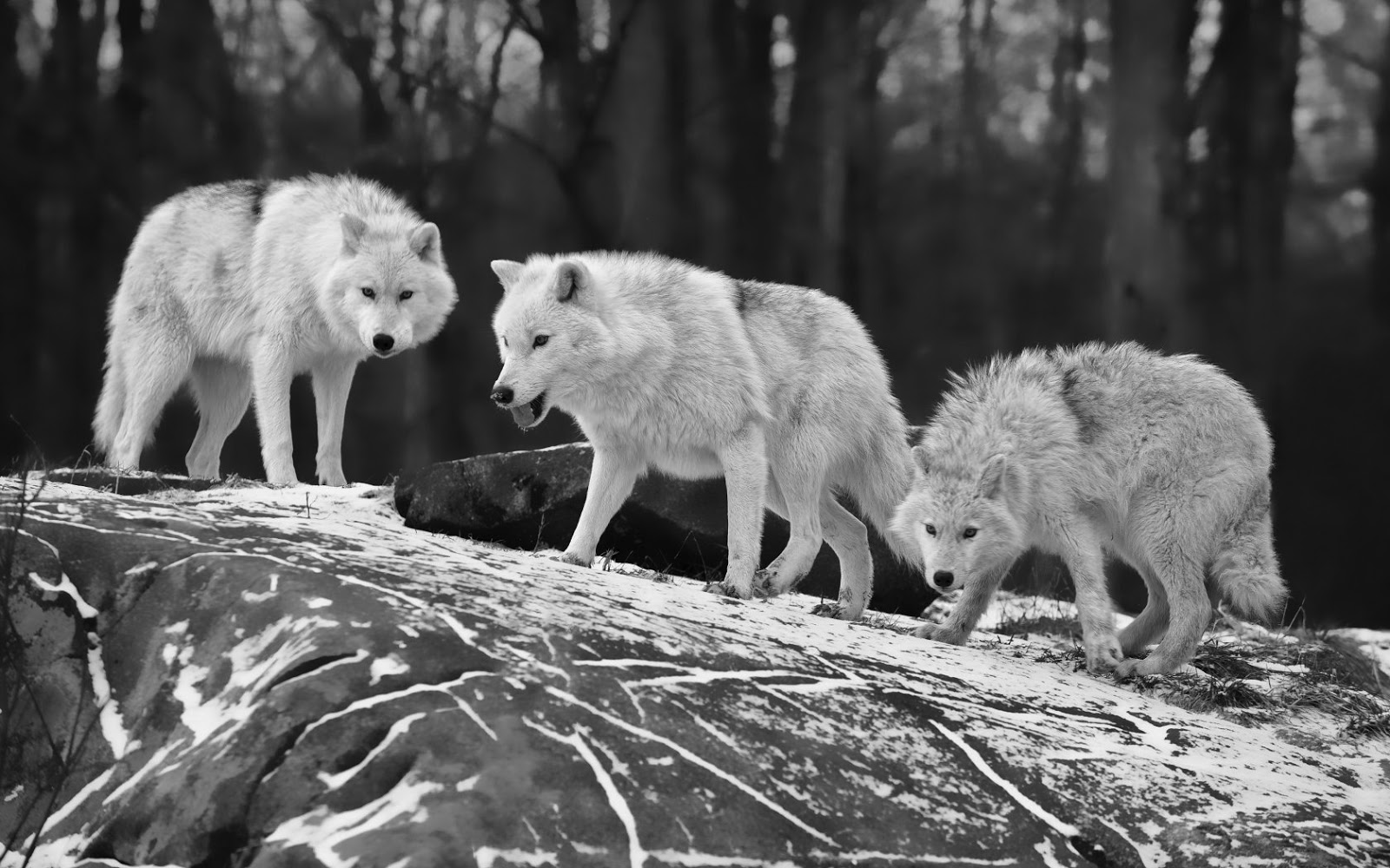 Wolves Wallpaper