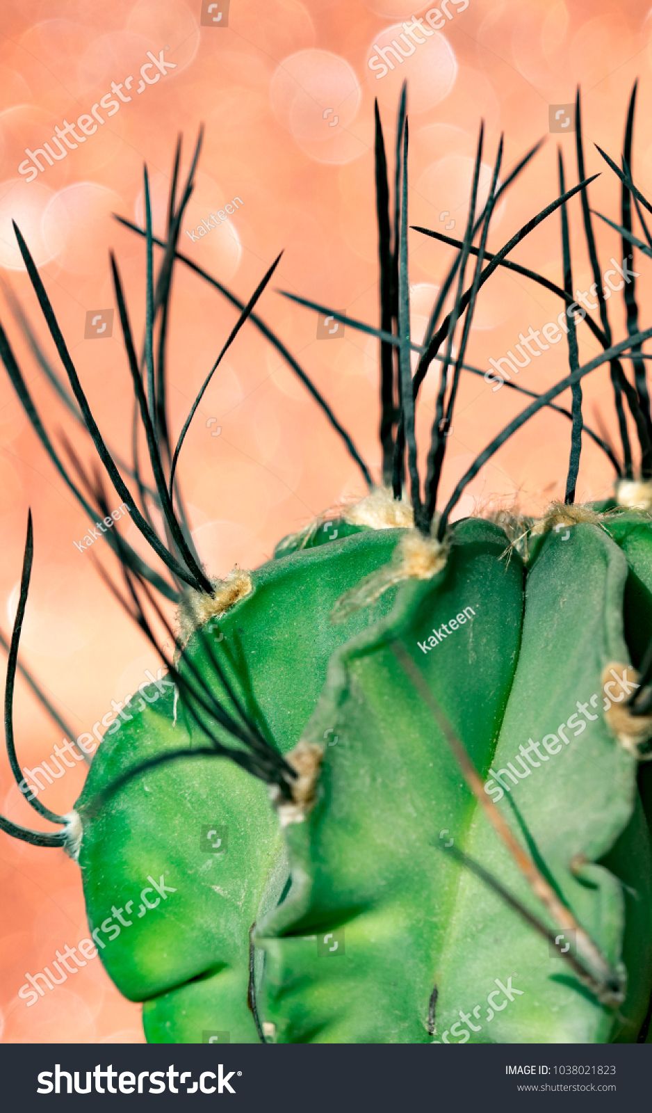 Cactus Against Optical Bokeh Background Astrophytum Senile With