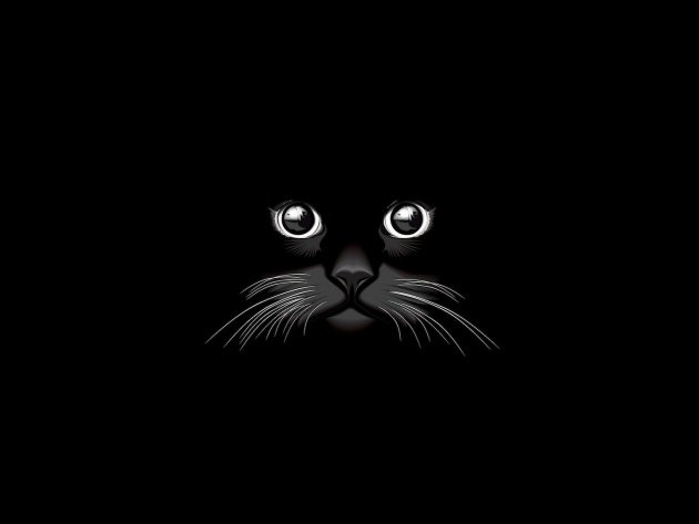 Wallpaper Black Cat In The Dark Photos And Walls
