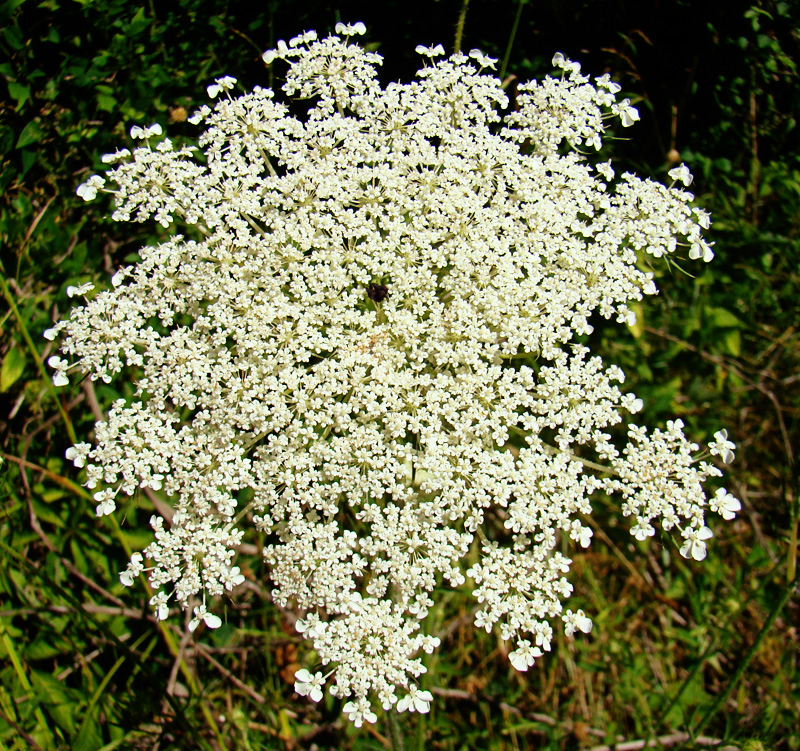 Image Queen Anne S Lace