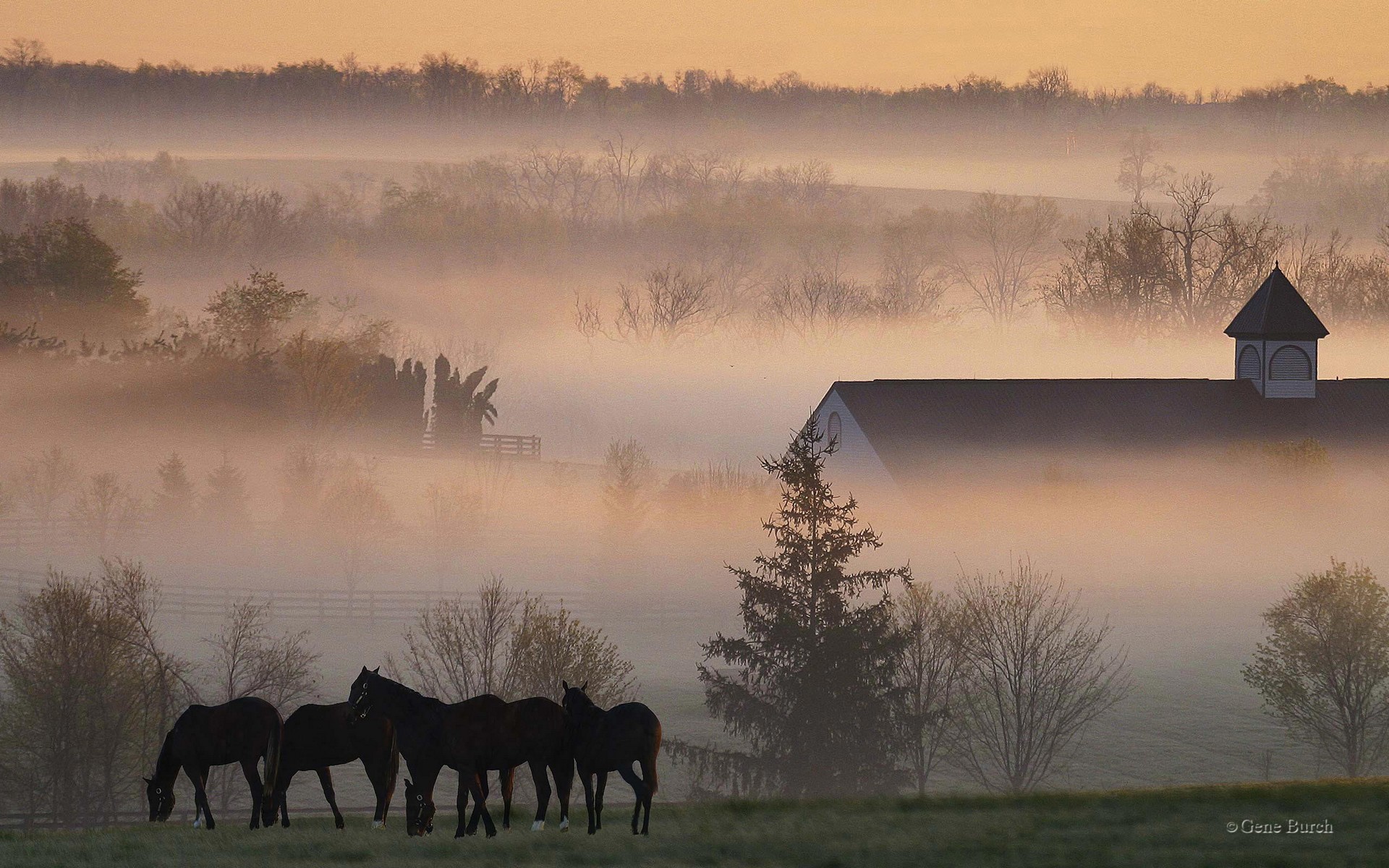 Horse Farm Wallpaper Foggy