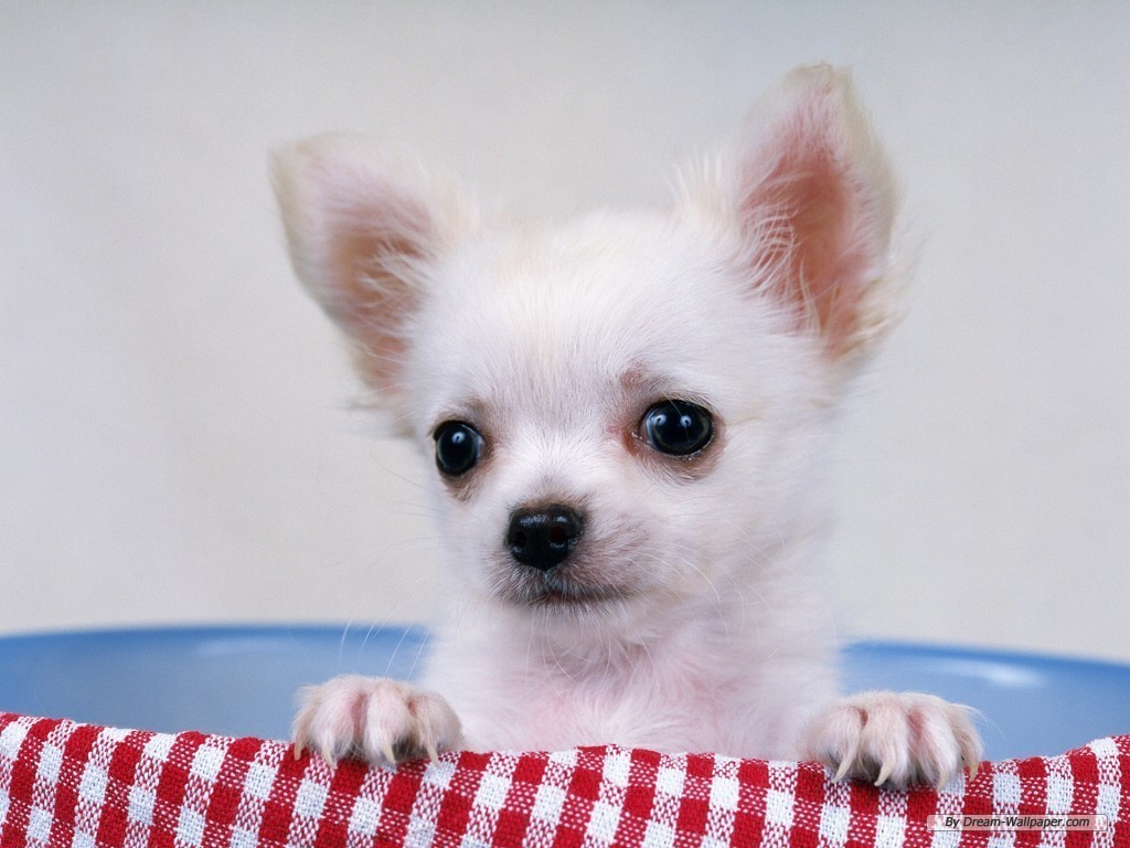 Chihuahua Wallpaper Dogs