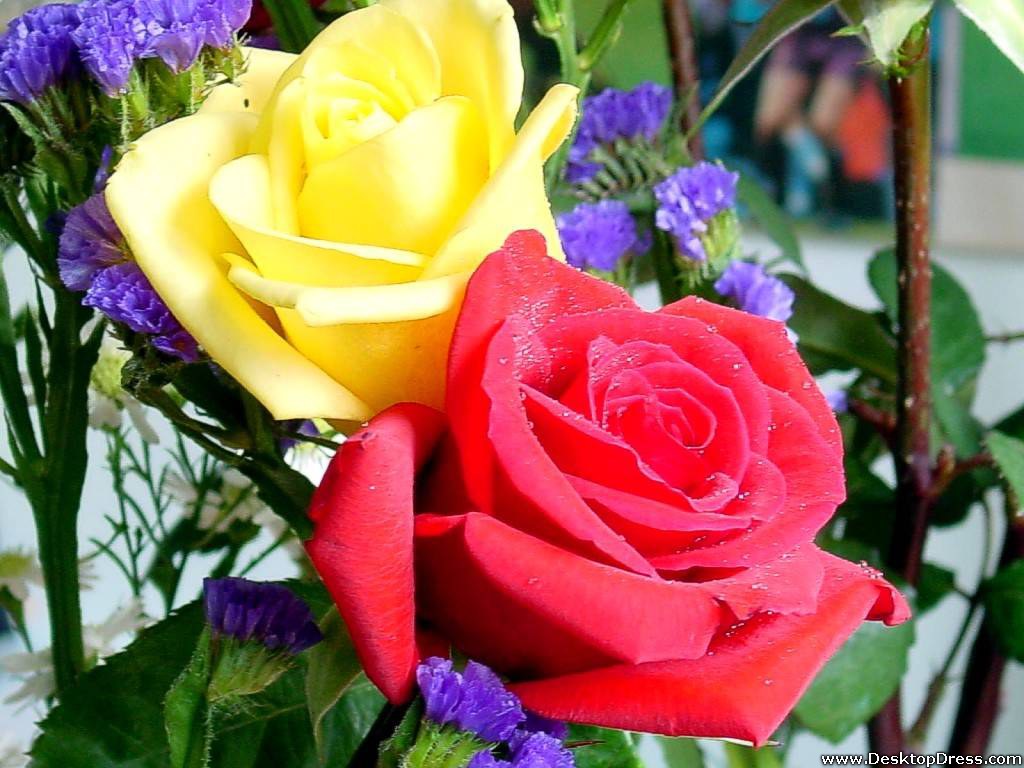 Big Yellow And Red Roses
