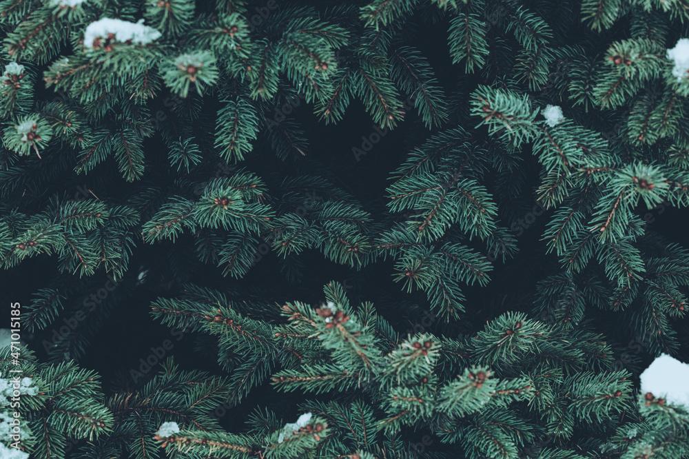 Beautiful Christmas Background With Green Fir Tree Brunch Close Up