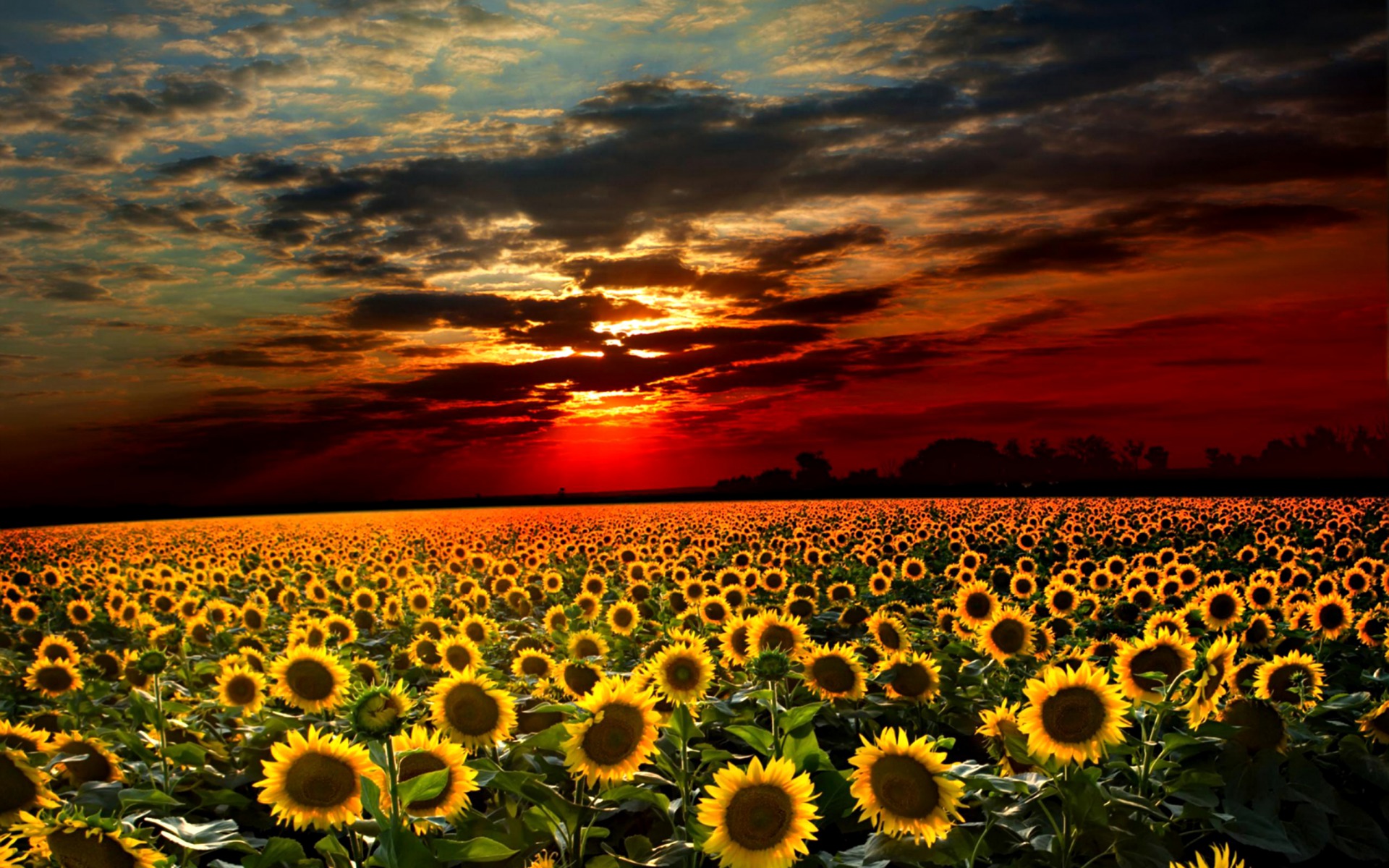 Sunrise Over Sunflower Fields Desktop Wallpaper