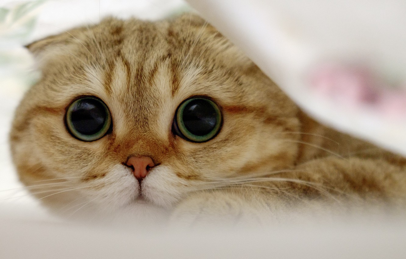 Wallpaper Cat Look Muzzle Scottish Fold Image For Desktop