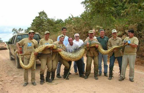 Animals World Anaconda Wallpaper Big Snakes