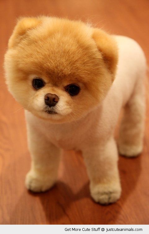 Pomeranian Pictures Cute Puppy Dog
