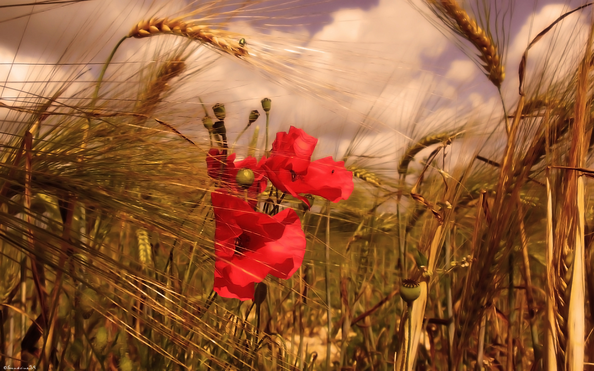 Coquelicot Et Bl High Quality Wallpaper