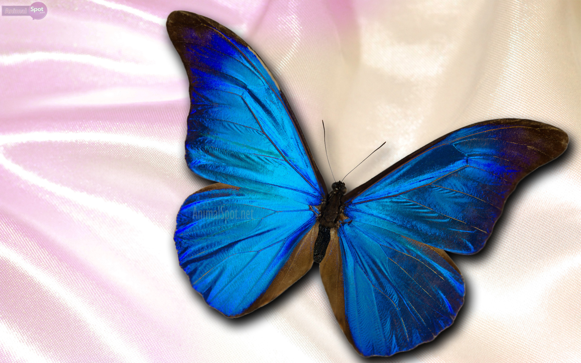 Blue Butterfly Wallpaper Butterflies Background