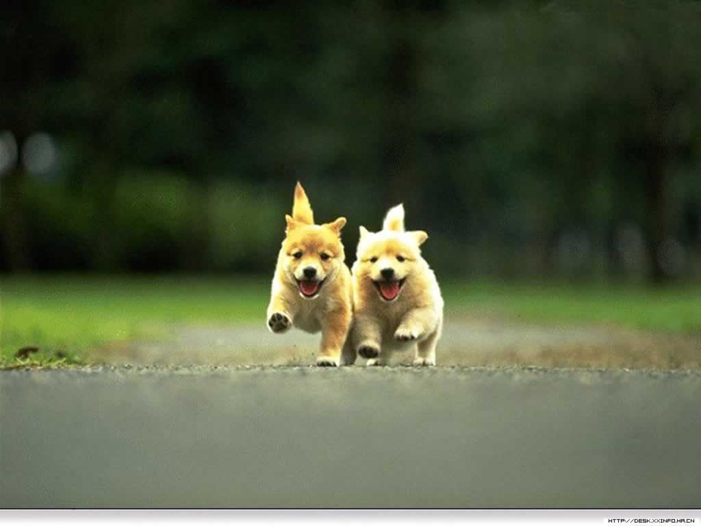 Free download wallpaper cute dogs and puppies wallpaper cute puppies