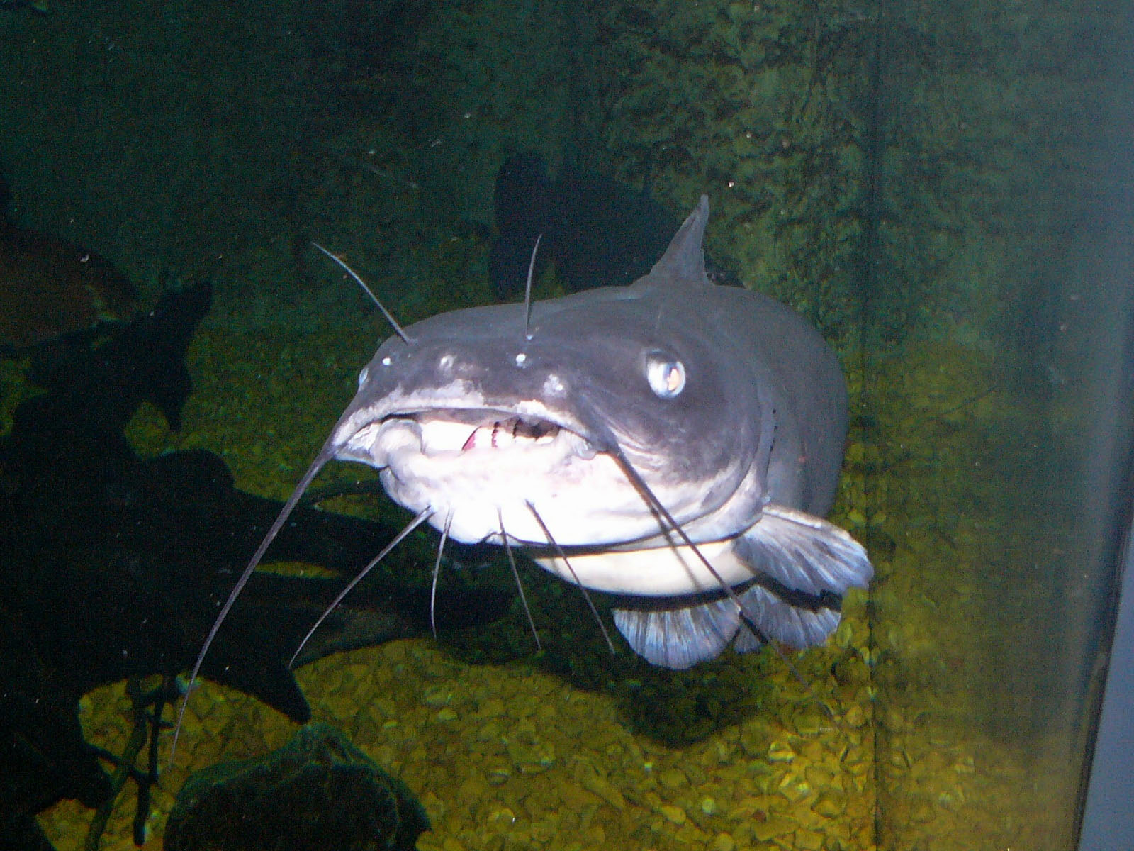 Catfish Wallpaper Zoo Channel