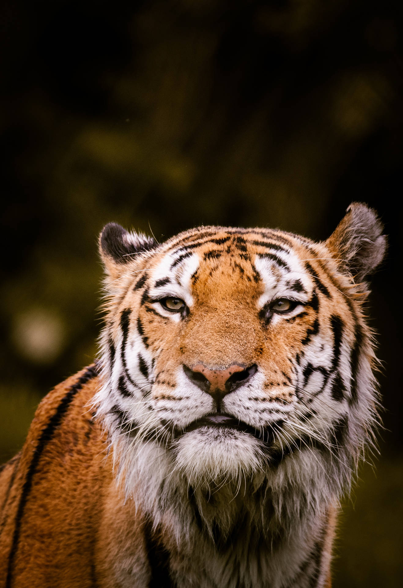 Tiger iPhone Wallpaper