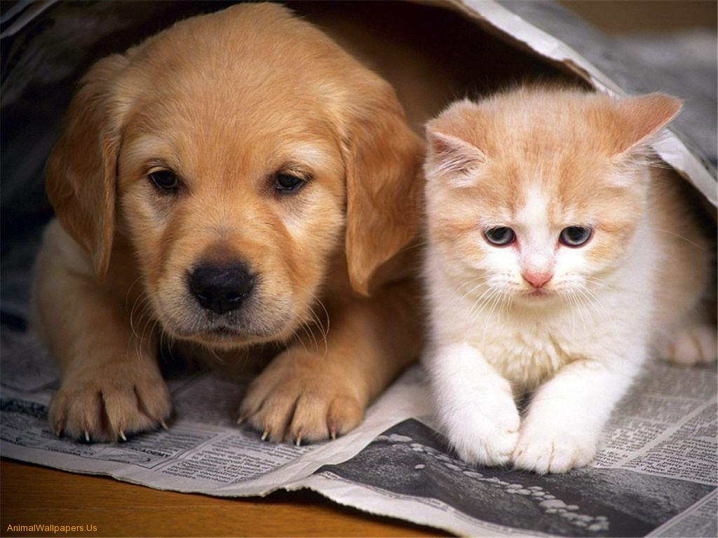Cute Baby Kittens And Puppies HD Wallpaper In Animals