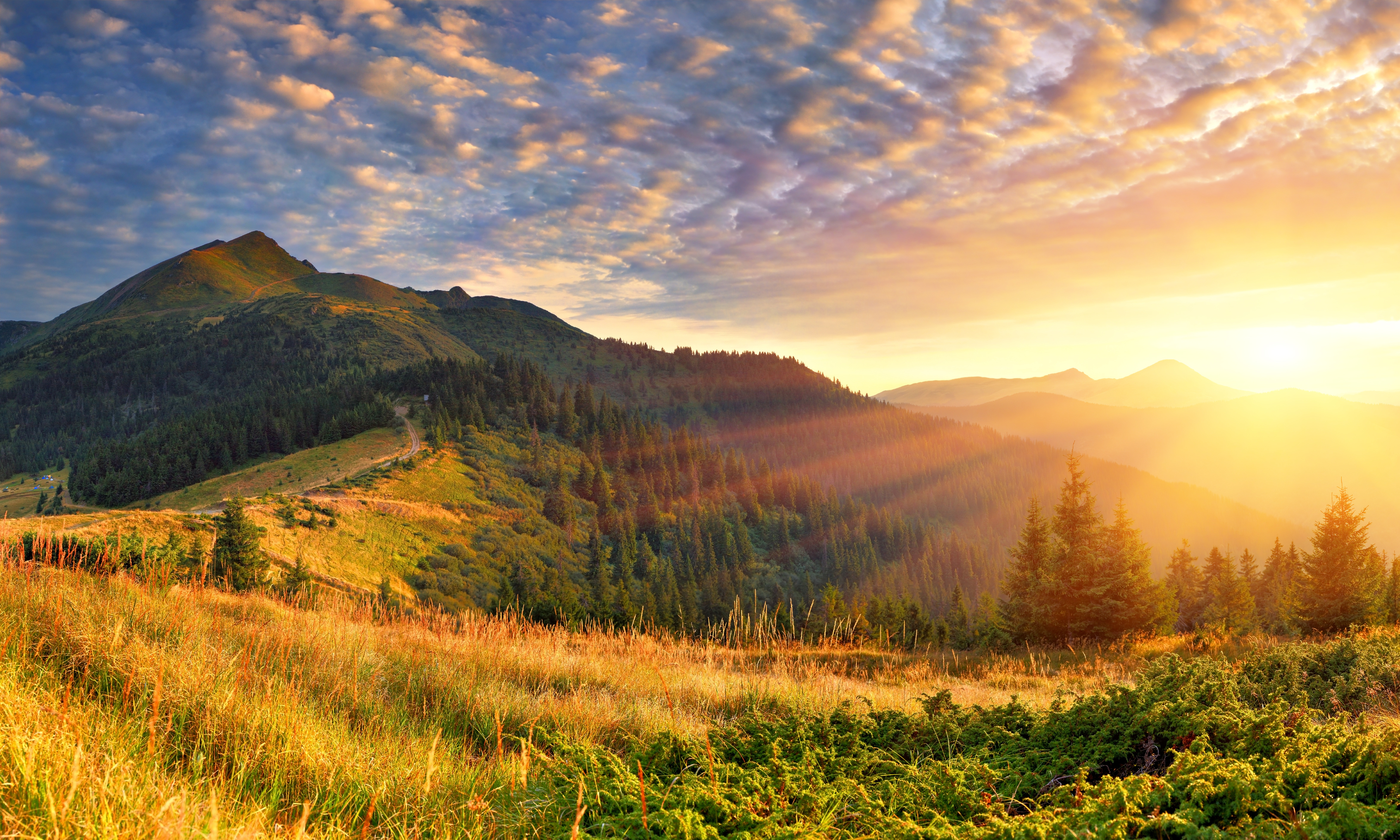 Golden Sunrise over Rolling Hills and Pine Trees - Scenic Landscape Wallpaper