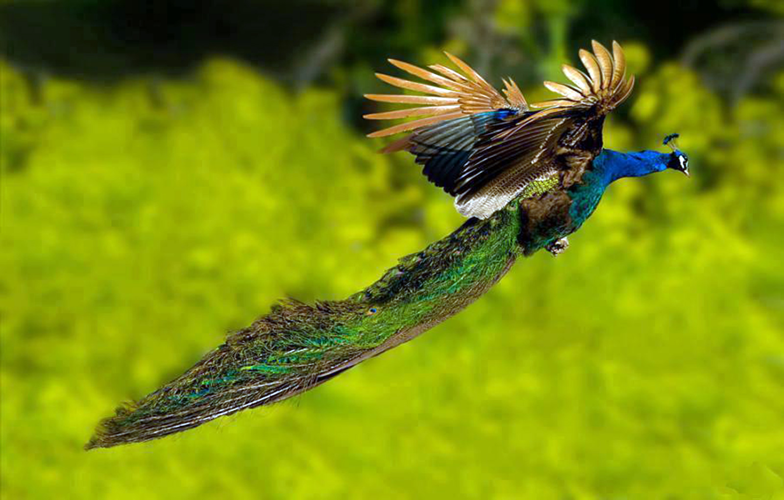 Peacock Flying Best HD Wallpaper Pixel Popular