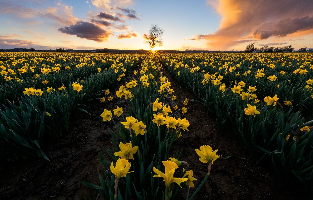 Wallpaper Field Sunset Flowers Tree Yellow Daffodils