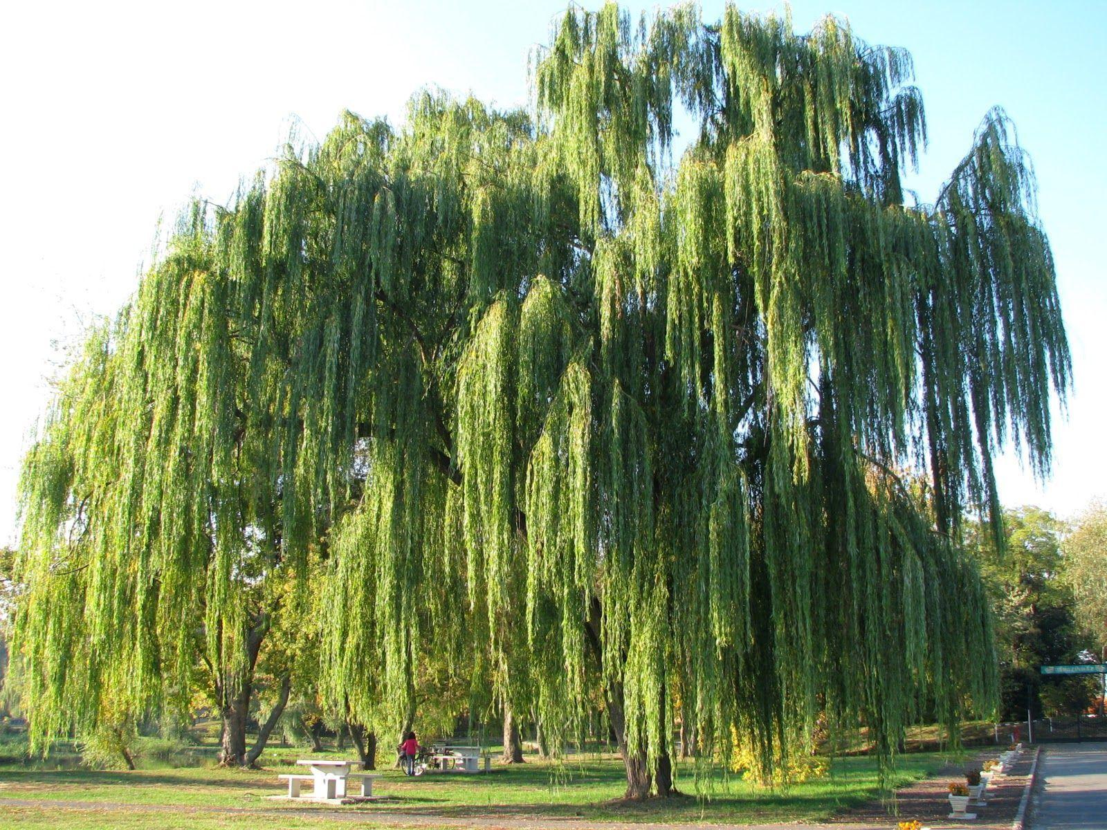 Premium Photo  Willow tree by the lake wallpapers