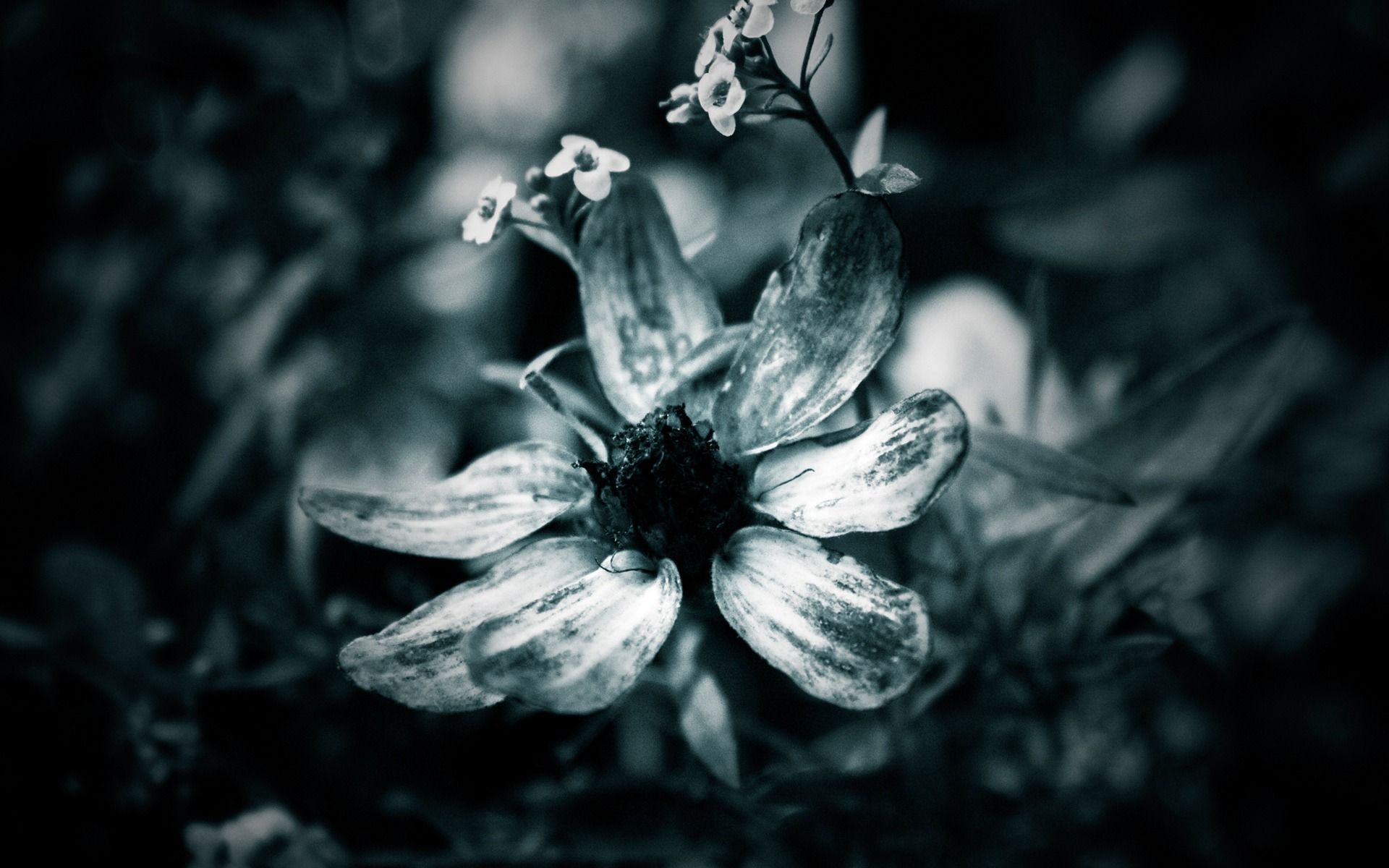 Black And White Flower Wallpaper Image