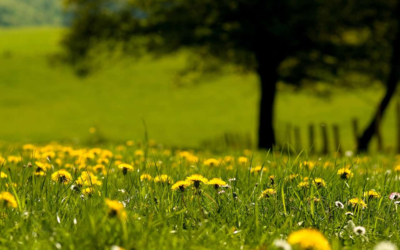 Spring Nature Wallpaper Background Image Creatives