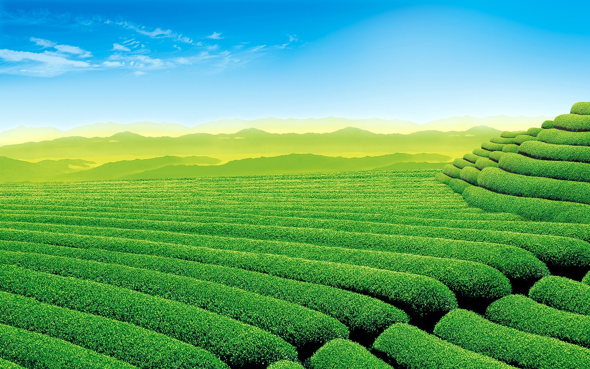 Tea Plantation HD Wallpaper Background Image Id