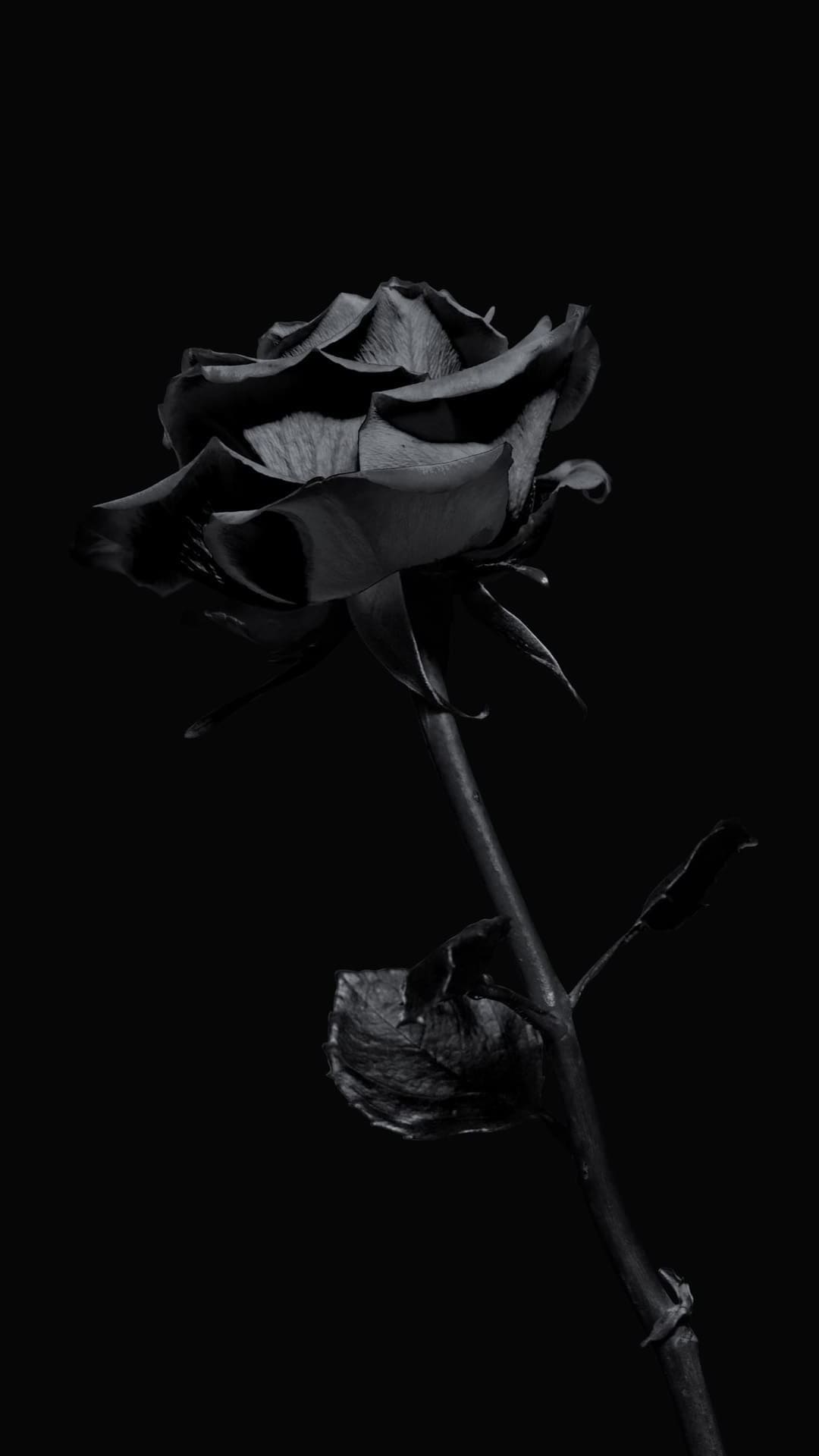 Black Roses iPhone Wallpaper