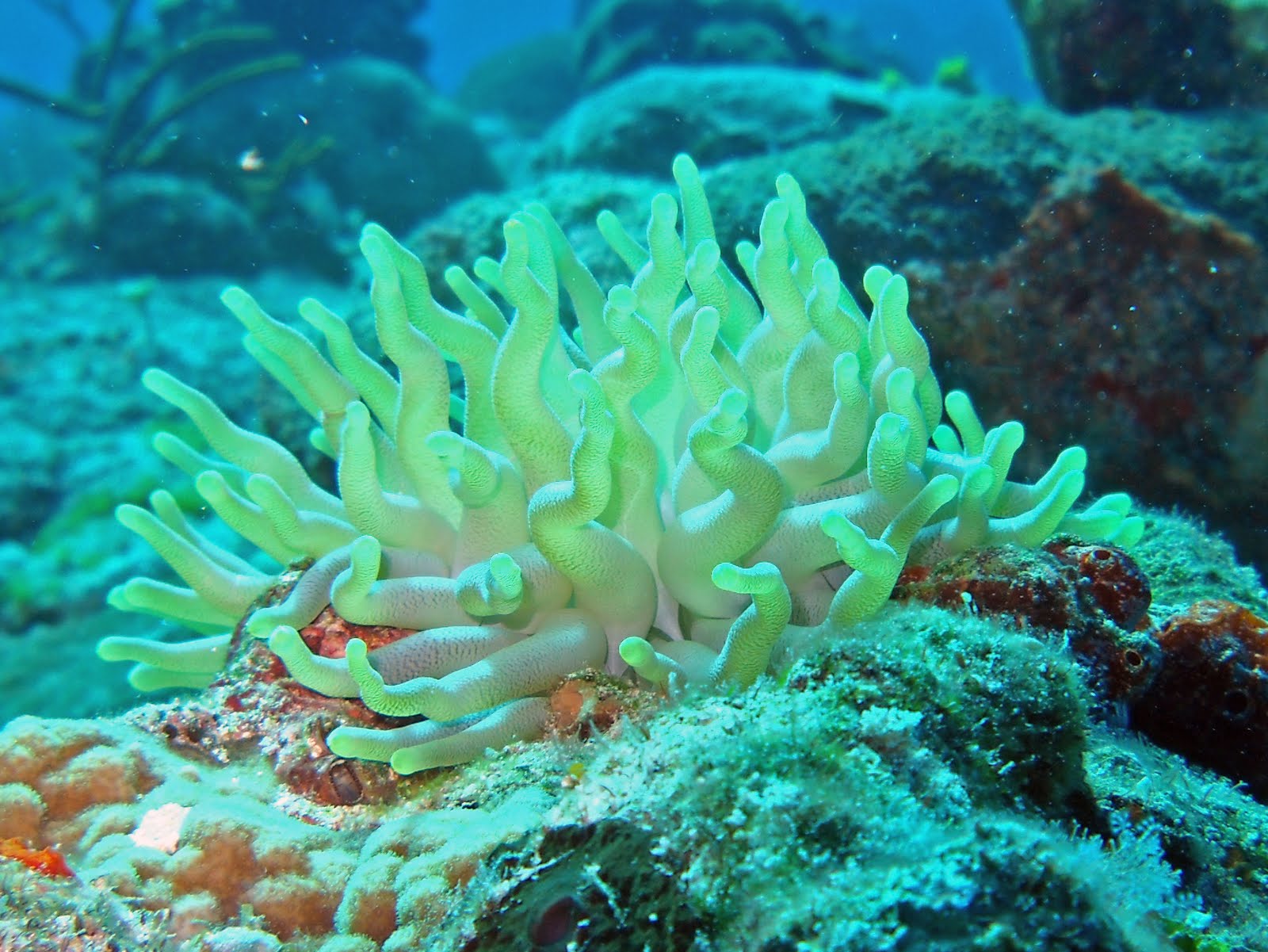 Коралл циатофиллум