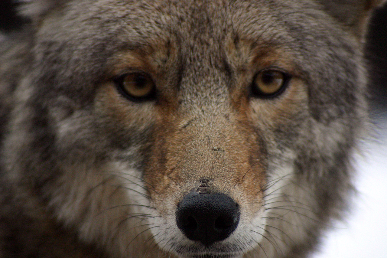 File Coyote Closeup Jpg Wikimedia Mons