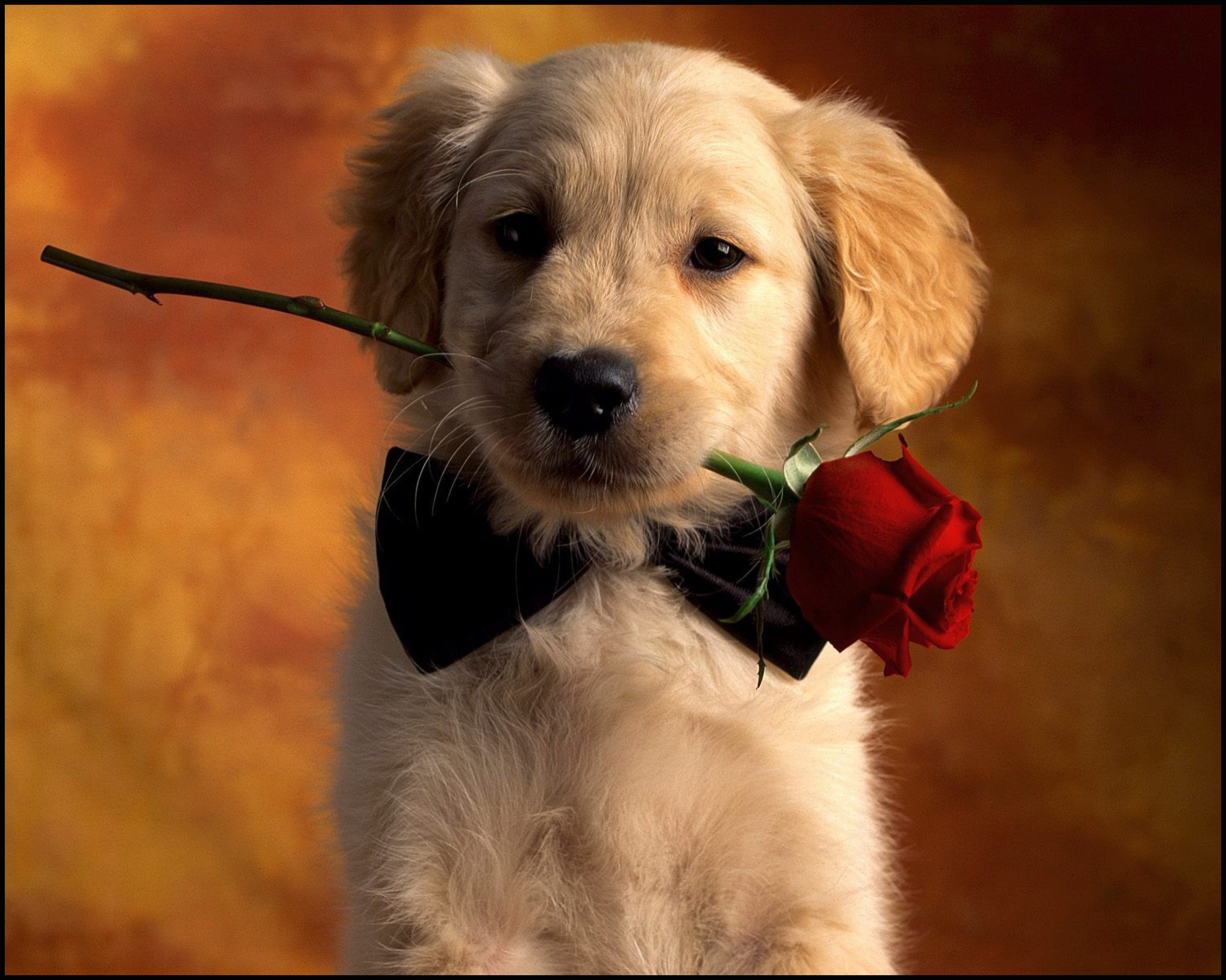 Cute Dogs Wallpaper