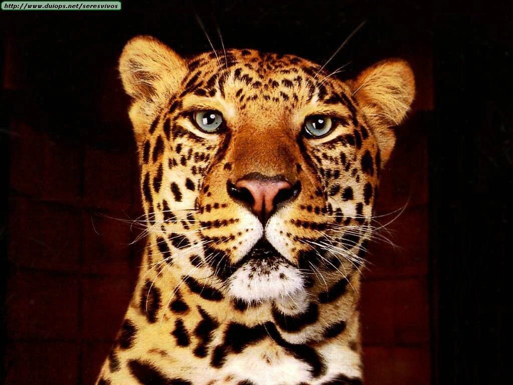 Leopardos Y Jaguares