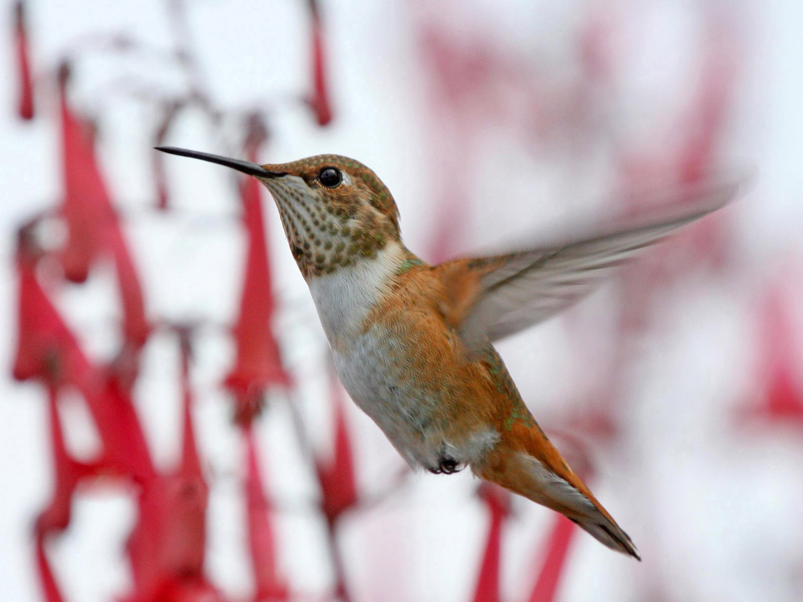 Представили птиц. Колибра. Remarkable Birds.