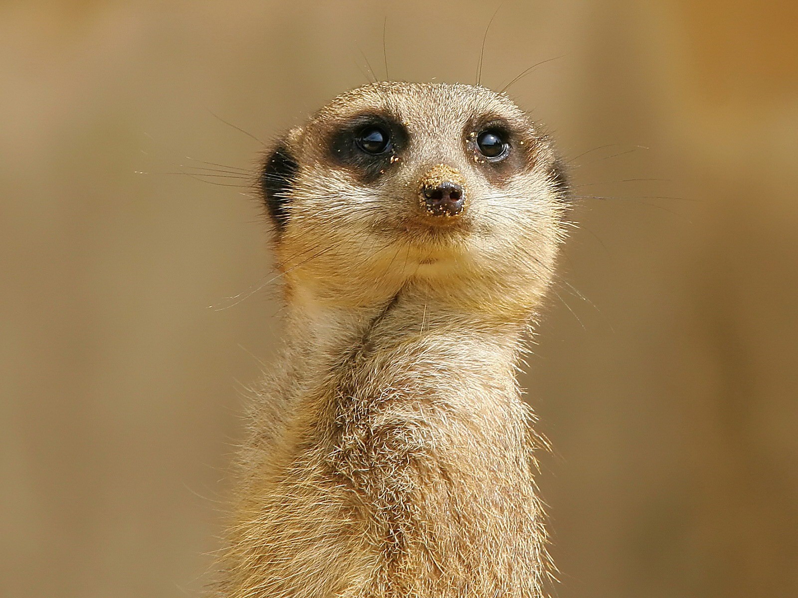Animals Beautiful Wild Nature Meerkat Picture High Quality