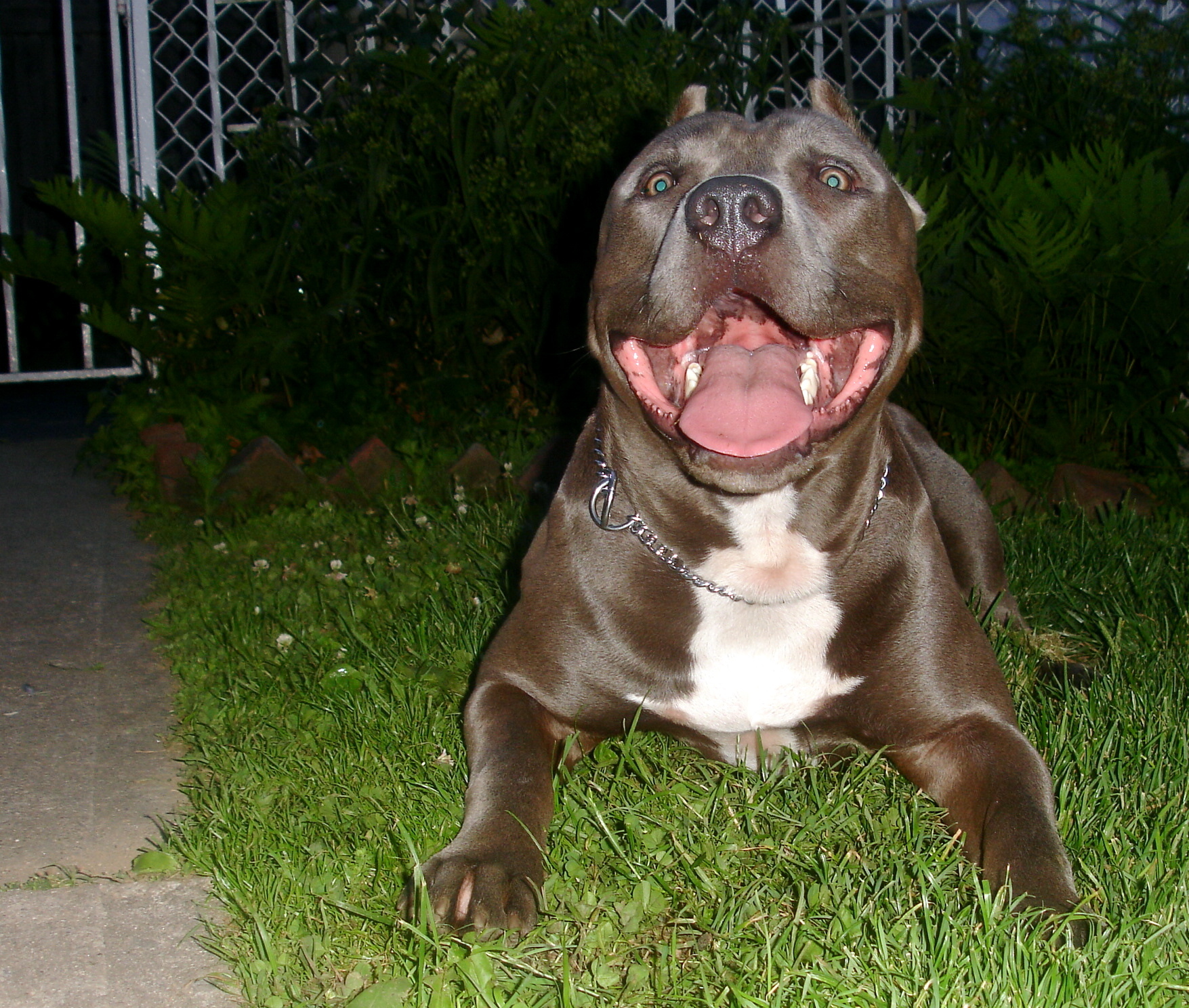 Blue Nose Pitbull Dogs Image Crazy Gallery