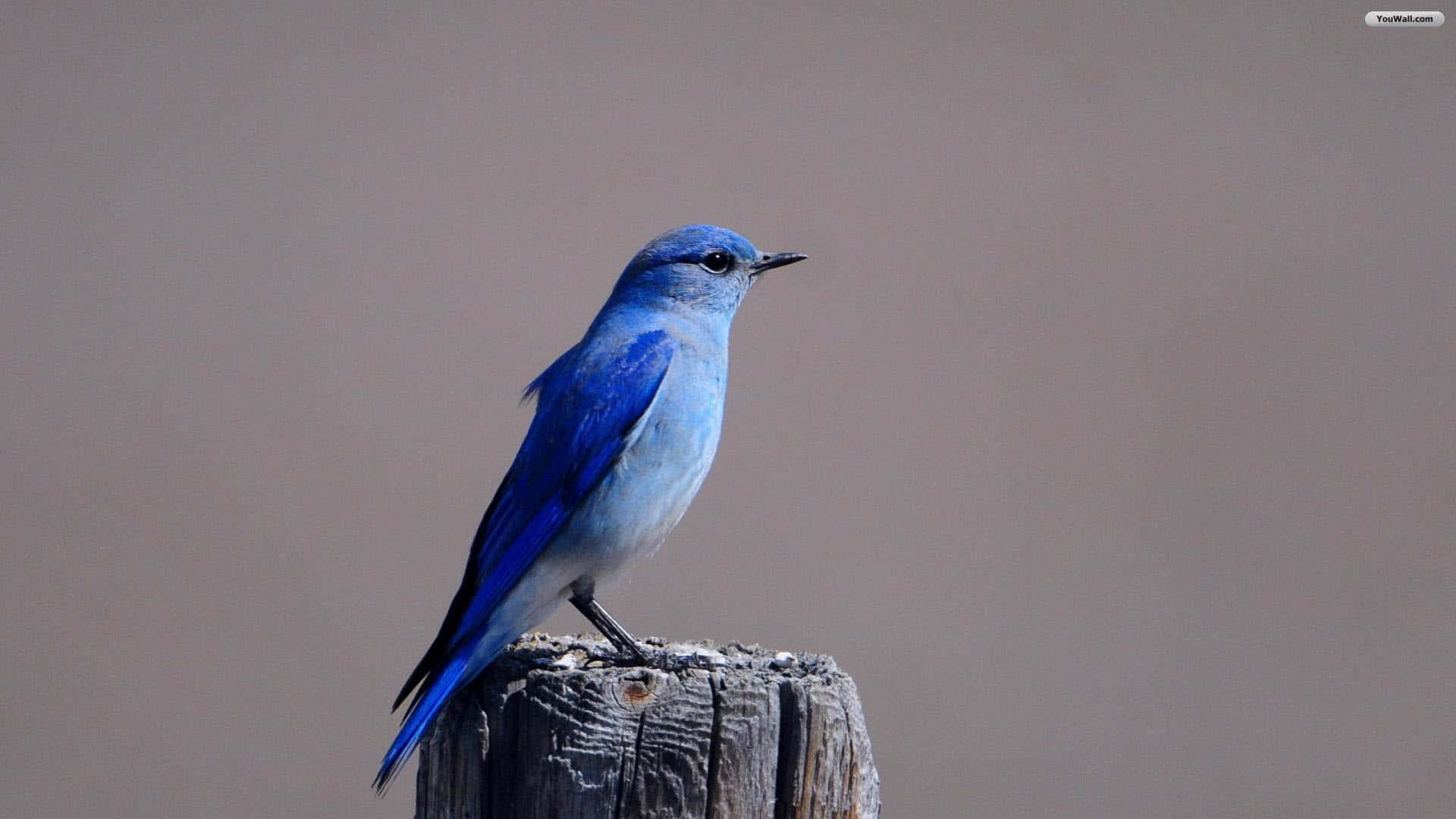 Bird iPhone Wallpaper