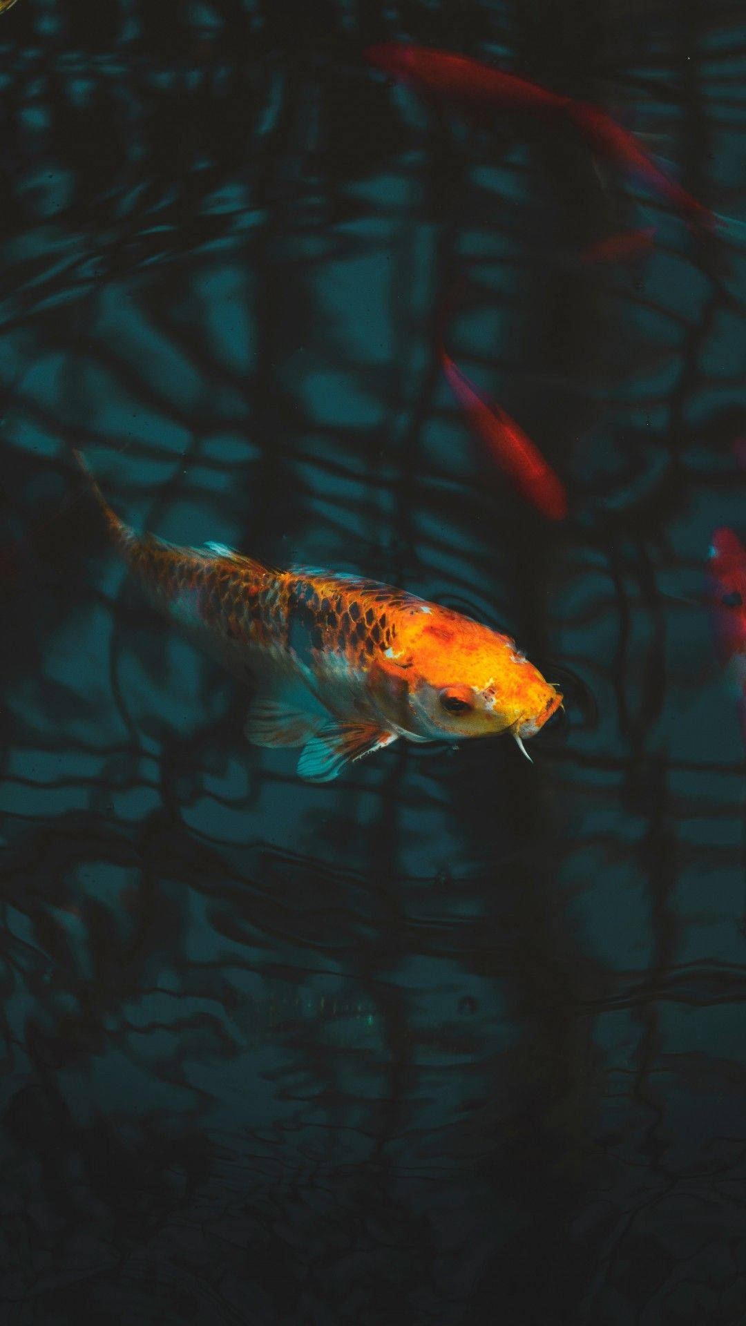 Fish iPhone Wallpaper