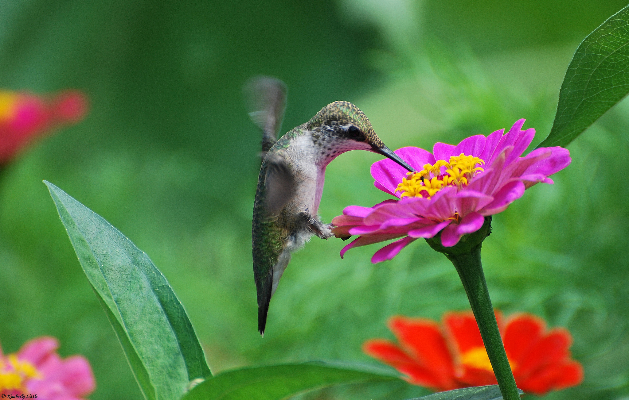 Flowers Birds Hummingbirds Tsiniya Pink Wallpaper