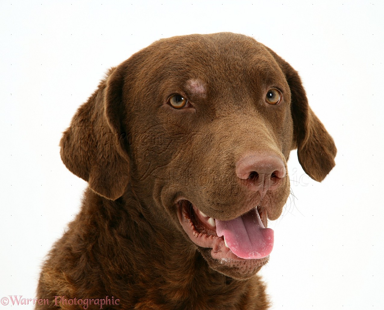 Wp37411 Chesapeake Bay Retriever Dog Teague With Patch Of Skin