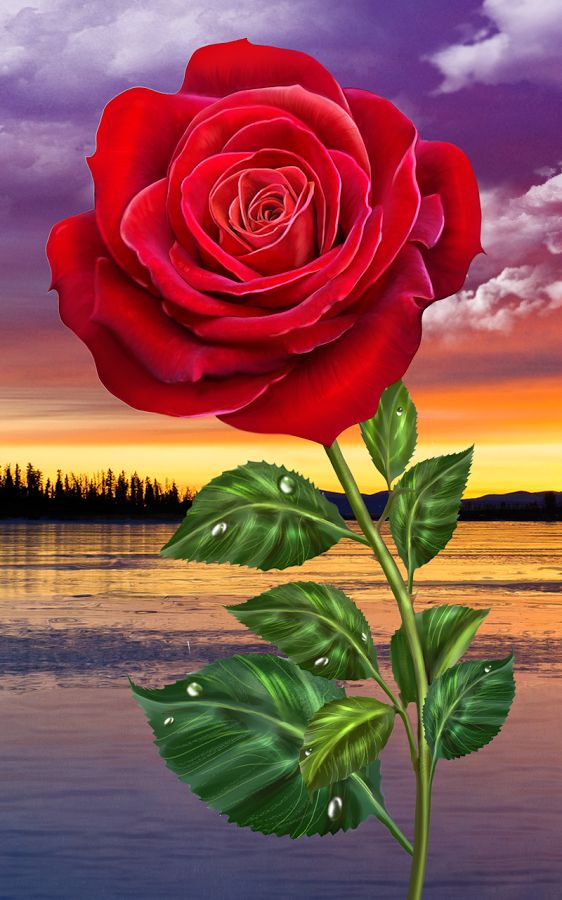 Rose Magic Touch Flowers Gif Fleurs Belles Image De
