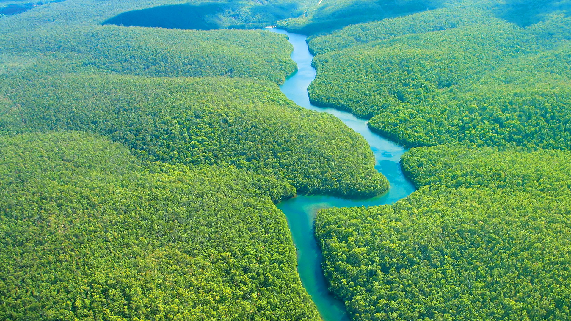 Mon Nov Amazon Forest Desktop Wallpaper